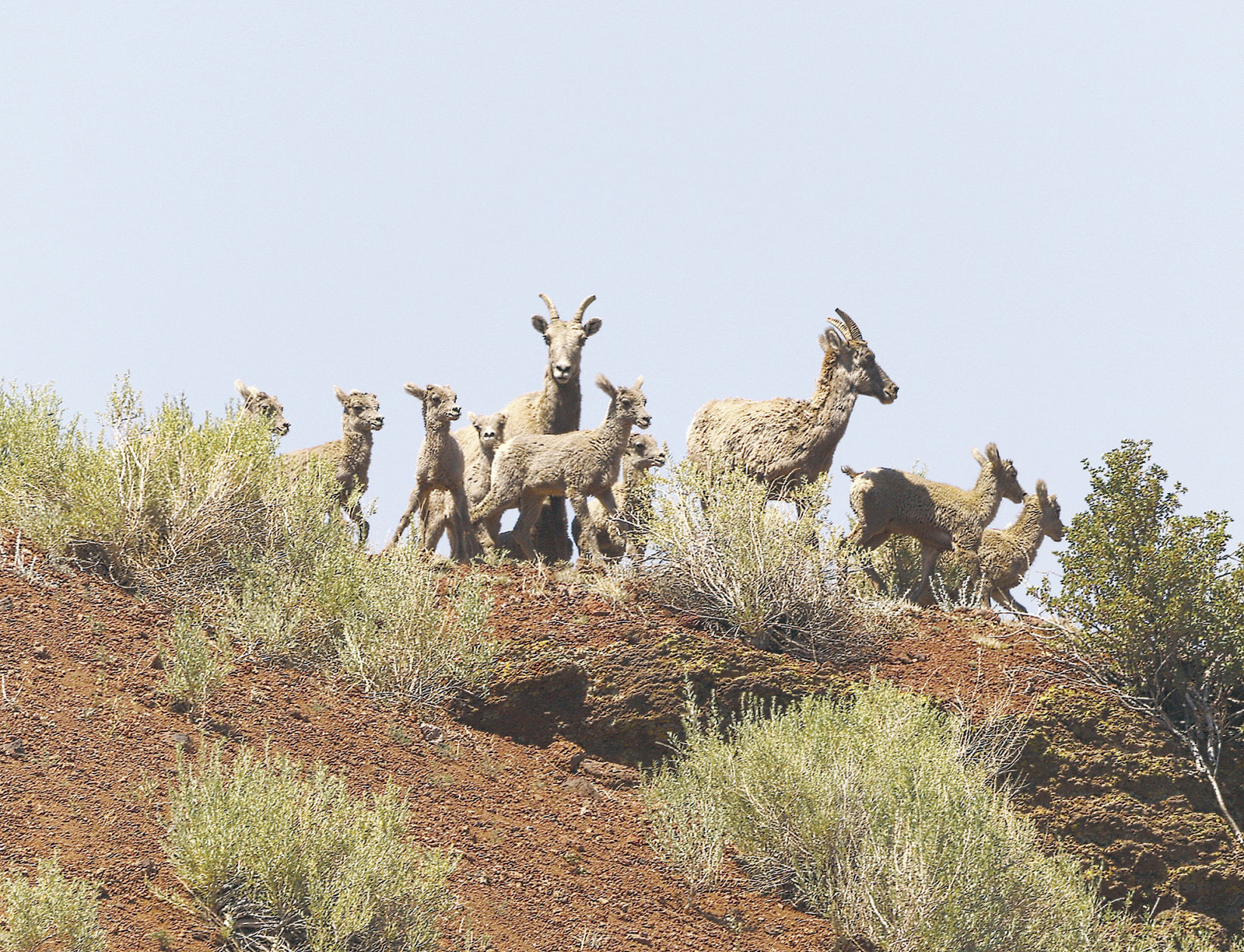 Bighorn baby bonanza